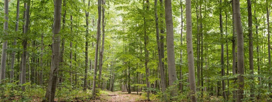 Memorial Parks: Are They the Cemeteries of the Future?